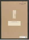 Nitzschia palea var. ? tropica Grun. (de-Toni-Nr.: Genus 47, Species 2127) Zeichnungen Sammlung Grunow Nr. 4269 (NHMW-BOT-W0372259)